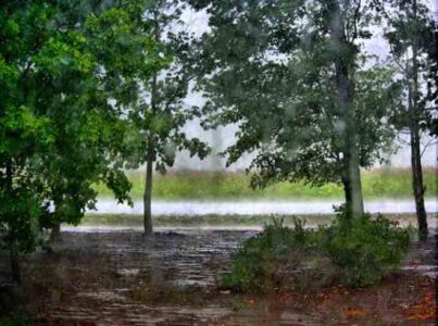 Battling the Elements in Your Garden
